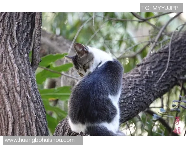 重庆足球队的崛起之路:揭秘他们背后的力量与激情